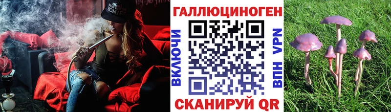 Галлюциногенные грибы Psilocybe  купить наркоту  OMG tor  Канаш 